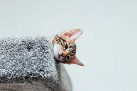 Young cute bengal kitten laying on a soft cats shelf of a cats house.の写真素材