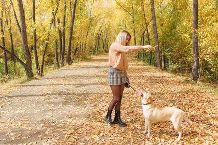 Young beautigul caucasian woman walking with her beloved labrador dog in autumn park with fallen golden leaves on the ground.の写真素材