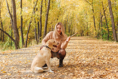 Young beautigul caucasian woman walking with her beloved labrador dog in autumn park with fallen golden leaves on the ground.の写真素材