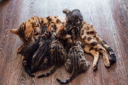 Adorable golden bengal mother-cat feeds her little kittens with breastの写真素材