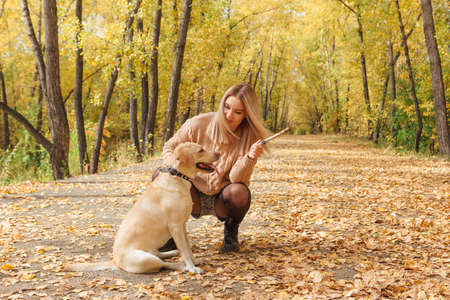 Young beautigul caucasian woman walking with her beloved labrador dog in autumn park with fallen golden leaves on the ground.の写真素材