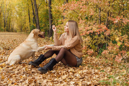 Young beautigul caucasian woman walking with her beloved labrador dog in autumn park with fallen golden leaves on the ground.の写真素材