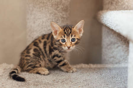Young cute bengal kitten sitting on a soft cat's shelf of a cat's house indoors.の写真素材