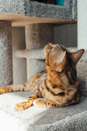 Young cute bengal cat laying on a soft cat's shelf of a cat's house indoors.の写真素材