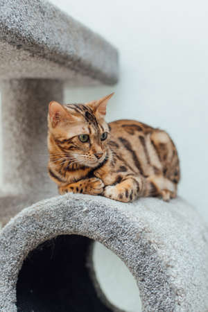 Young cute bengal cat laying on a soft cat's shelf of a cat's house indoors.の写真素材