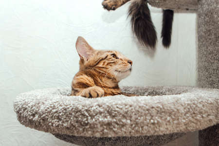 Young cute bengal cat laying on a soft cat's shelf of a cat's house indoors.の写真素材
