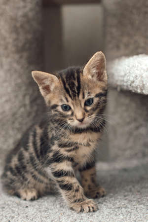 Young cute bengal kitten sitting on a soft cat's shelf of a cat's house indoors.の写真素材