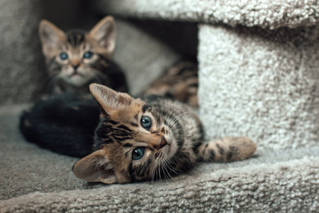 Two young cute bengal kittens sitting on a soft cat's shelf of a cat's house indoors.の写真素材