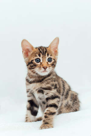 Cute bengal one month old kitten sitting on the white fury blanket close-up.の写真素材