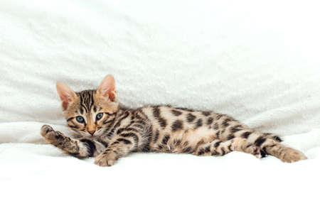 Cute bengal one month old kitten on the white fury blanket close-up.の写真素材