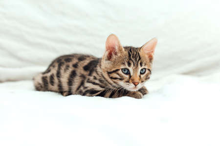 Cute bengal one month old kitten on the white fury blanket close-up.の写真素材