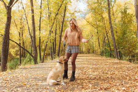 Young beautigul caucasian woman walking with her beloved labrador dog in autumn park with fallen golden leaves on the ground.の写真素材