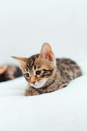 Cute bengal one month old kitten on the white fury blanket close-up.の写真素材