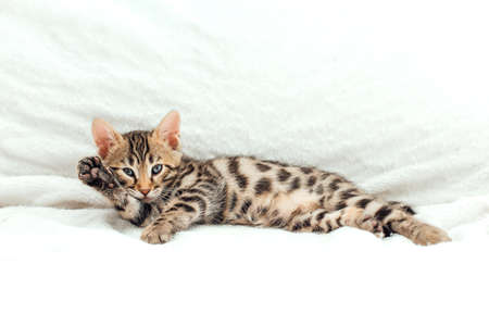Cute bengal one month old kitten on the white fury blanket close-up.の写真素材