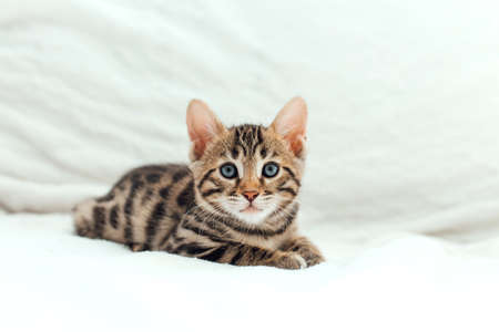 Cute bengal one month old kitten on the white fury blanket close-up.の写真素材