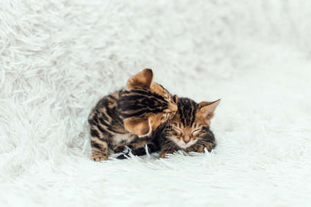 Cute two bengal one month old kittens on the white fury blanket close-up.の写真素材