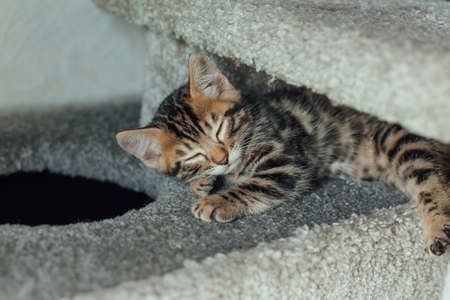 Young cute bengal kitten sleeping on a soft cat's shelf of a cat's house indoors.の写真素材