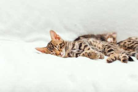 Cute bengal one month old kitten on the white fury blanket close-up.の写真素材