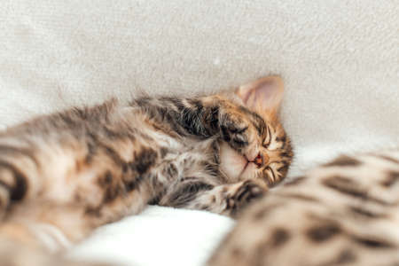 Cute bengal one month old kitten on the white fury blanket close-up.の写真素材