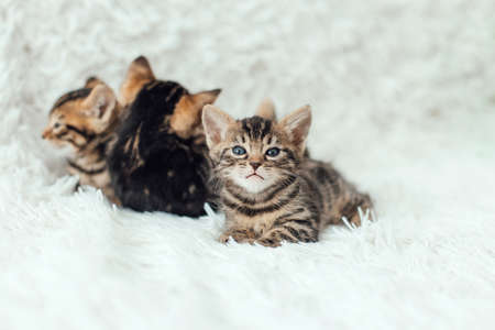 Cute three bengal one month old kittens on the white fury blanket close-up.の写真素材