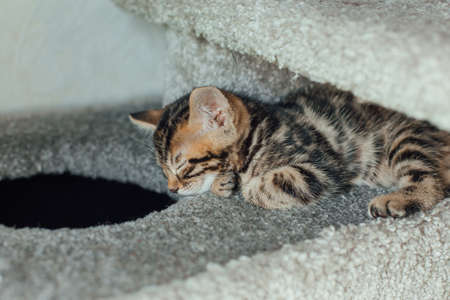 Young cute bengal kitten sleeping on a soft cat's shelf of a cat's house indoors.の写真素材