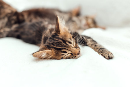 Cute bengal one month old kitten on the white fury blanket close-up.の写真素材