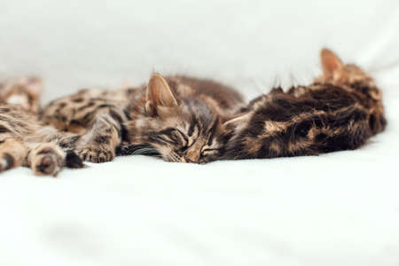 Cute bengal one month old kittens on the white fury blanket close-up.の写真素材