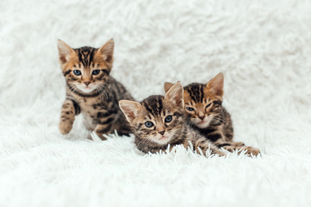 Three little bengal kittens on the white fury blanketの写真素材
