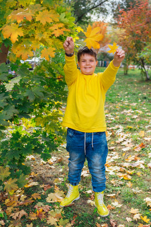 Cute boy dressed in a yellow longsleave holding maple leaves in his hands.の写真素材