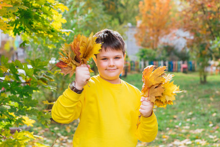 The child is holding a bouquet of maple leaves in his hands.の写真素材