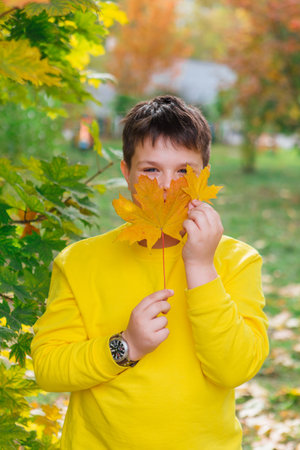 Cute boy dressed in a yellow longsleave holding maple leaves in his hands. Portrait of a happy child playing in a beautiful autumn park on a warm autumn day.の写真素材
