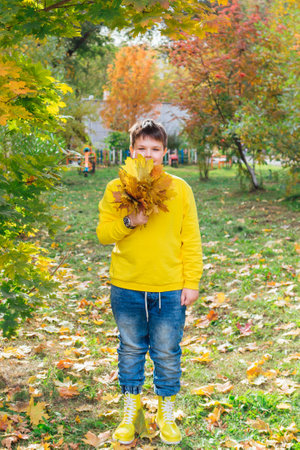 The child is holding a bouquet of maple leaves in his hands. A happy child, a little boy playing in a beautiful autumn park on a warm autumn day.の写真素材