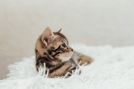 Little bengal kitten on the white fury blanketの写真素材