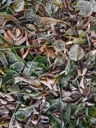 Frozen leaves on a ground. Brown, green and yellow fallen leaves covered with a hoar.の写真素材