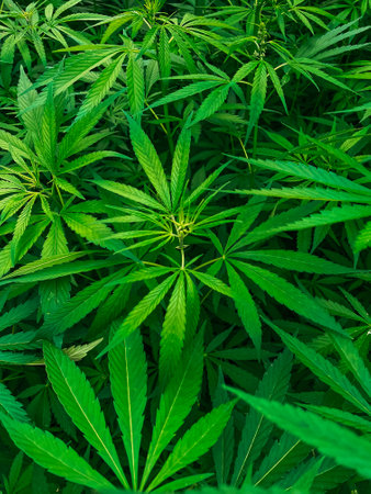 Saturated leaves on marijuana bushes close up. top viewの写真素材