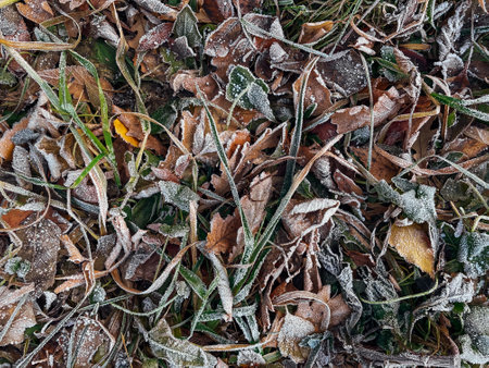 Frozen leaves on a ground. Brown, green and yellow fallen leaves covered with a hoar. Thin white layer of the first rime on fallen leaves.の写真素材