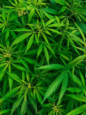 Saturated leaves on marijuana bushes close up. top viewの写真素材