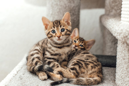 Young cute bengal kitten laying on a soft cat's shelf of a cat's house indoors.の写真素材