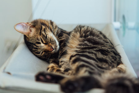 Two cute bengal cat laying on the cat's window bed and relaxing. Sunny seat for cat on the window.の写真素材