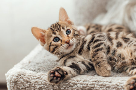Young cute bengal kitten laying on a soft cat's shelf of a cat's house indoors.の写真素材