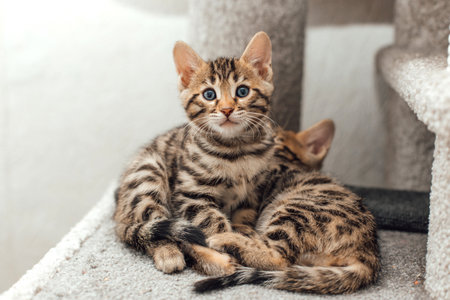 Cute bengal kitten laying on a soft cats shelf of a cats house.の写真素材