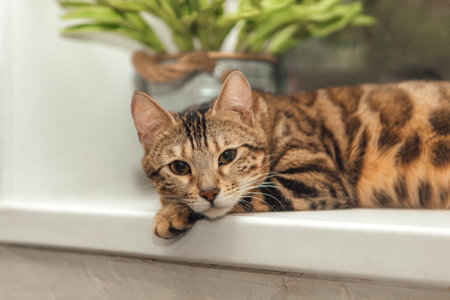Cute golden bengal kitty cat laying on the windowsill and relaxing.の写真素材
