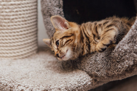 Young cute bengal cat sitting on a soft cats shelf of a cats house.の写真素材