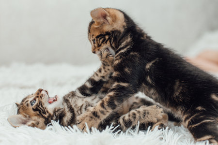 Cute marble bengal one month old kitten on the white fury blanket close-up.の写真素材