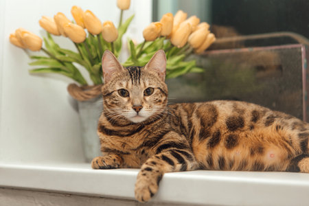 Cute golden pregnant bengal kitty cat laying on the windowsill and relaxing.の写真素材