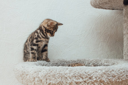 Young cute bengal kitten sitting on a soft cat's shelf of a cat's house indoors.の写真素材