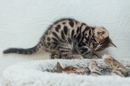 Young cute bengal kitten sitting on a soft cat's shelf of a cat's house indoors.の写真素材