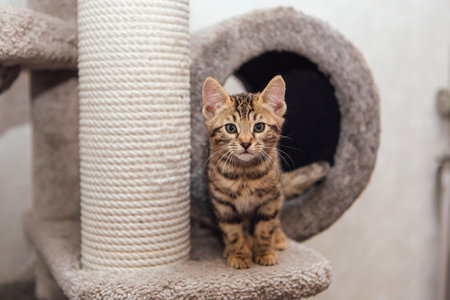 Young cute bengal cat sitting on a soft cat's shelf of a cat's house indoors.の写真素材