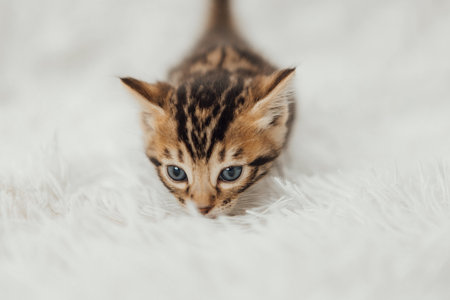 Cute marble bengal one month old kitten on the white fury blanket close-up.の写真素材