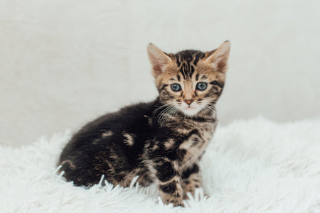 Cute marble bengal one month old kitten on the white fury blanket close-up.の写真素材